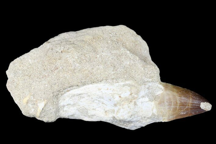 Fossil Rooted Mosasaur (Prognathodon) Tooth - Morocco #174346